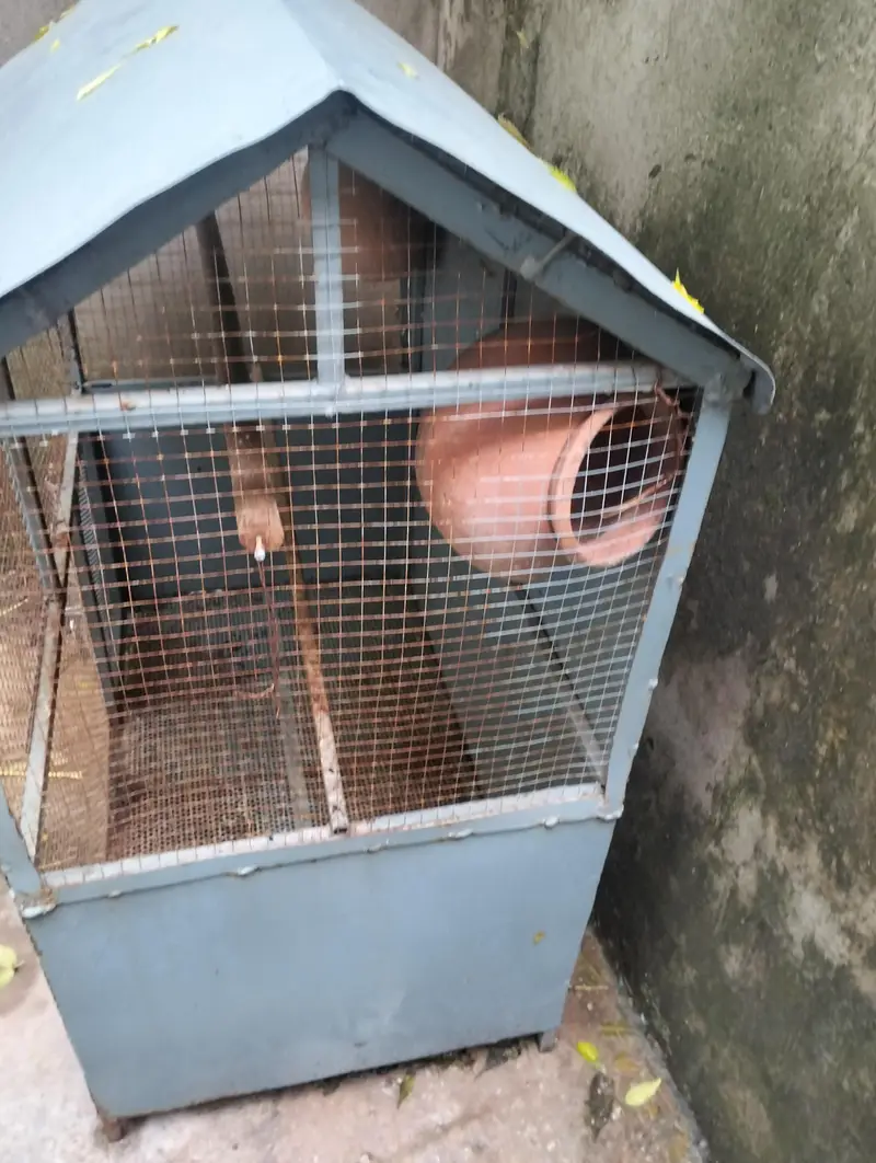Birds cage — photo 8
