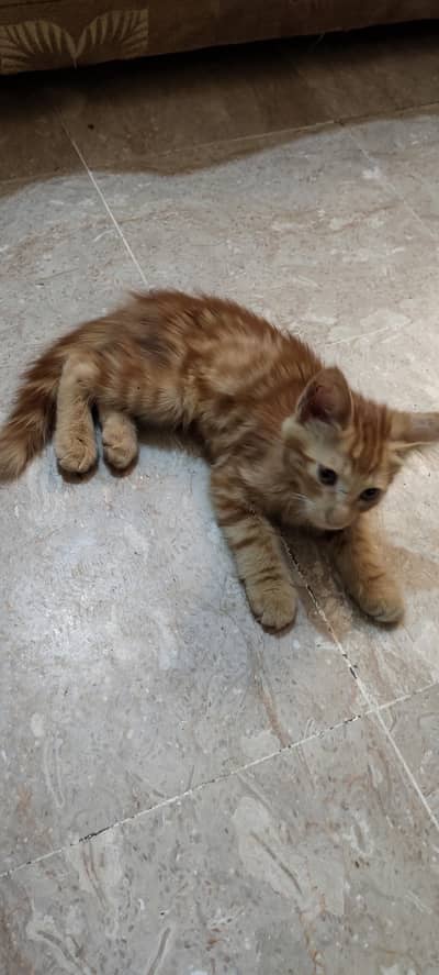 pair of cats for sale