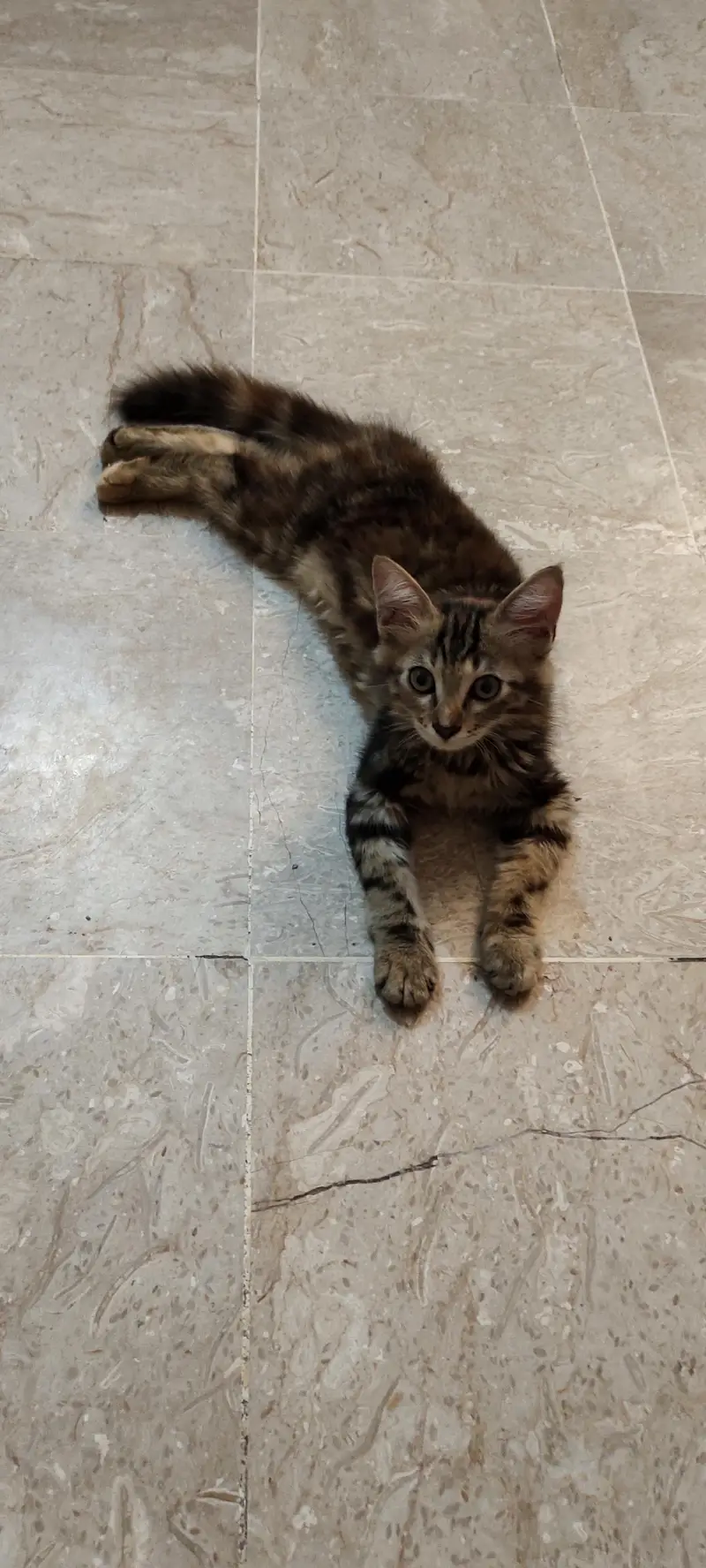 pair of cats for sale — photo 2