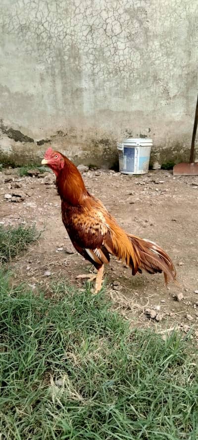 Aseel peela patha