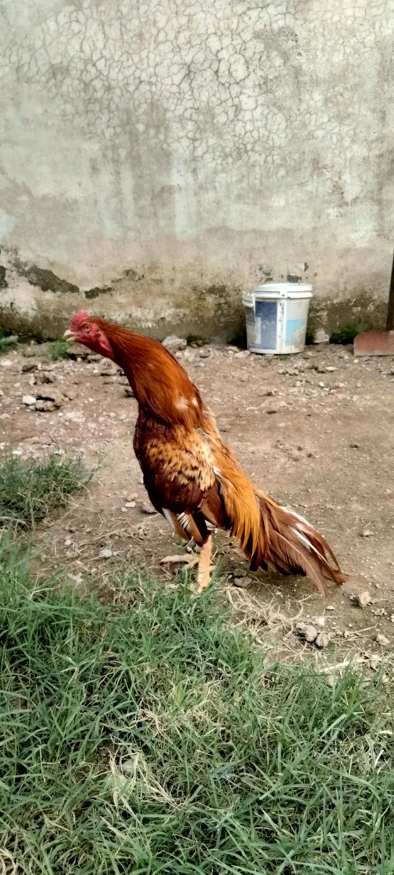 Aseel peela patha — photo 2