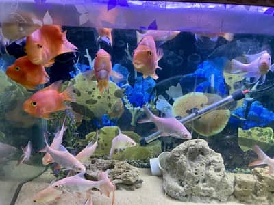 Aquarium with complete setup for sale
