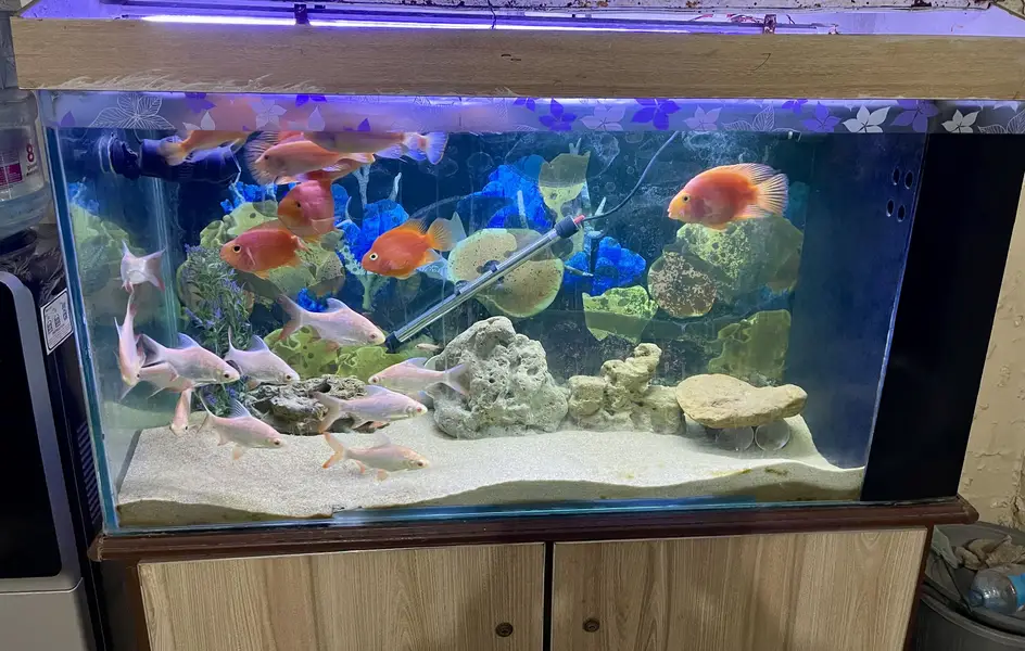 Aquarium with complete setup for sale — photo 2