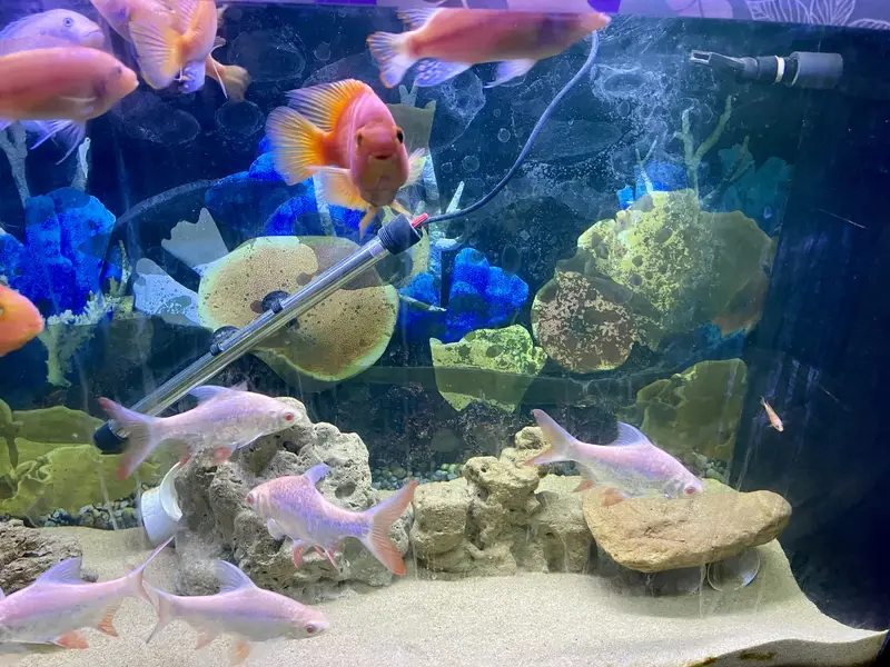 Aquarium with complete setup for sale — photo 4