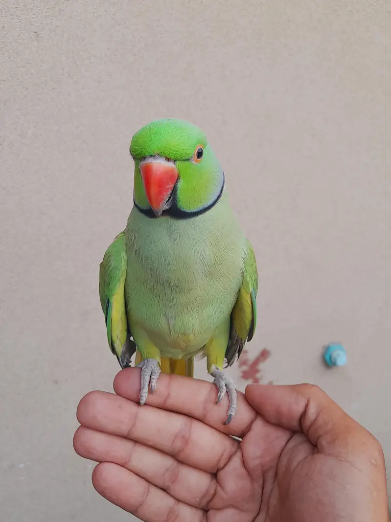 bredr tamed male — photo 4