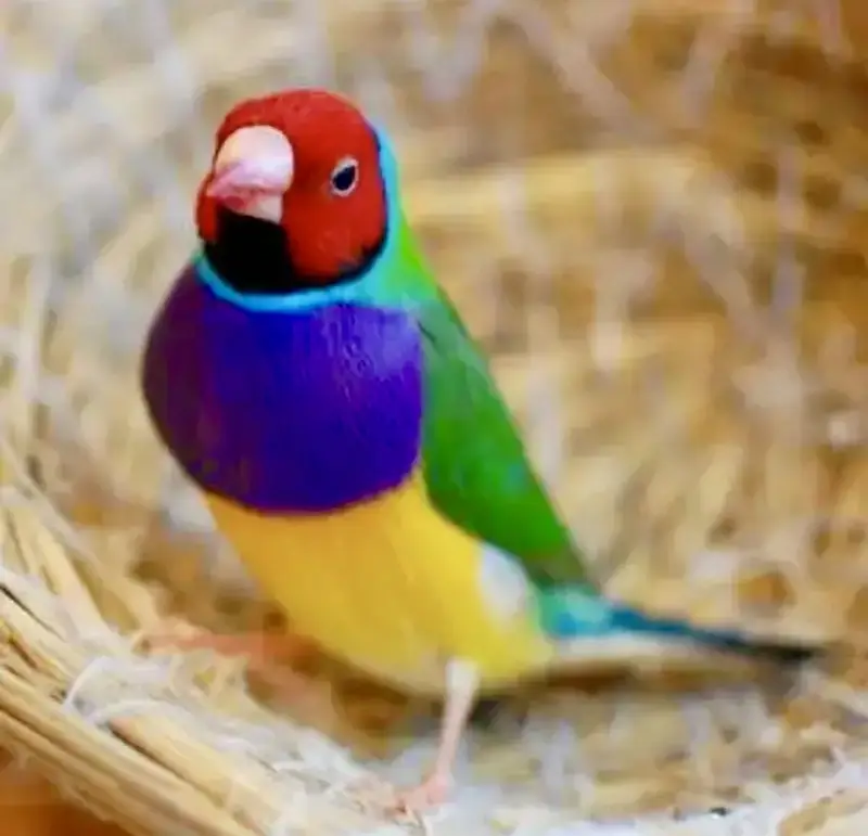 Gouldiean Finches
