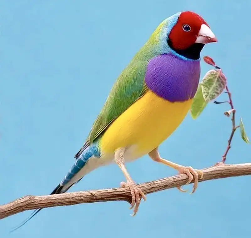 Gouldiean Finches — photo 2