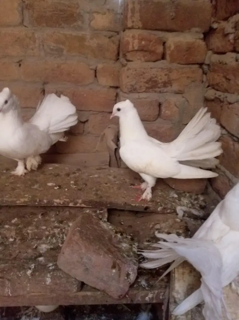 lucky kabootar — photo 3