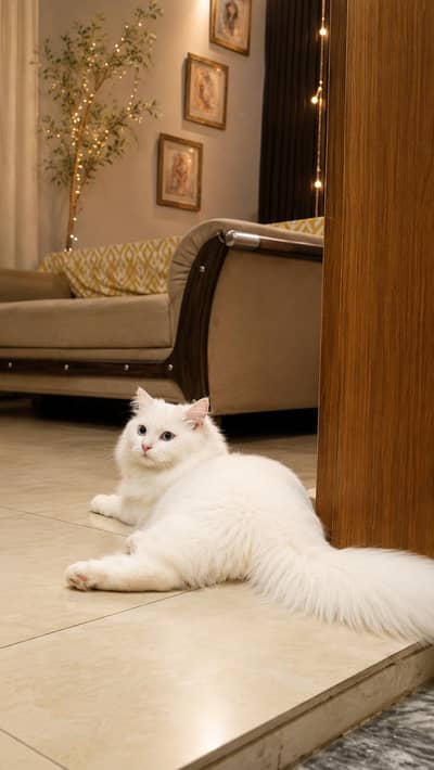 Persian Cat 0/3/0/9/5/2/2/7/3/8/8
