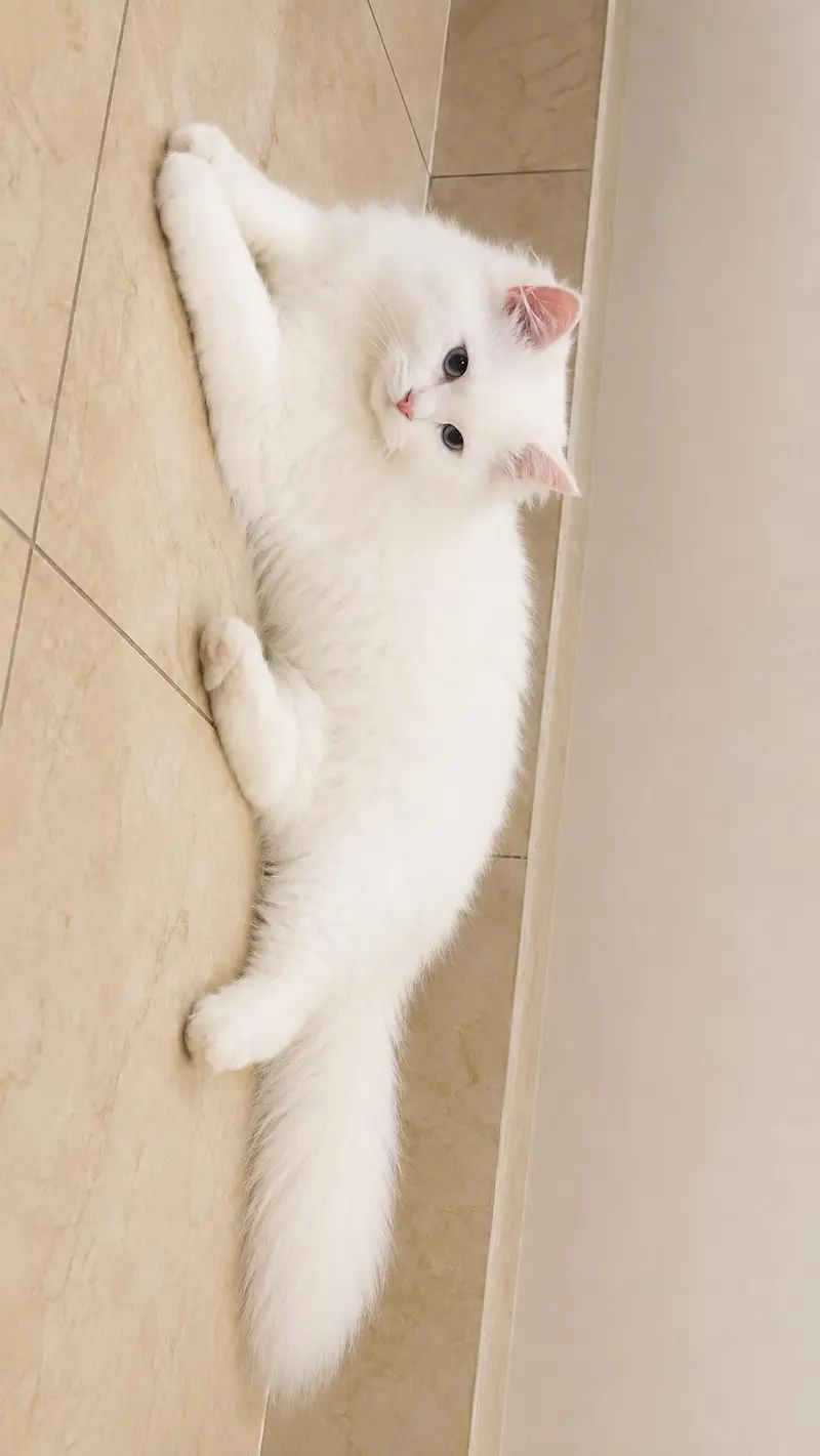 Persian Cat 0/3/0/9/5/2/2/7/3/8/8 — photo 2