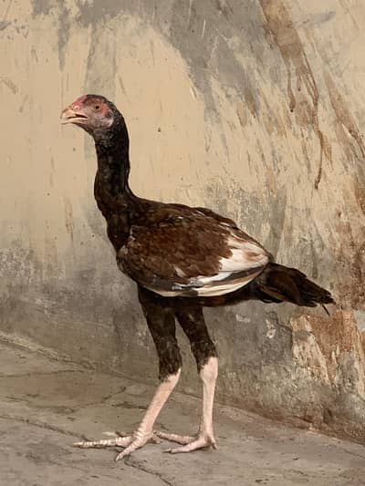3 phaty Aseel home breed
