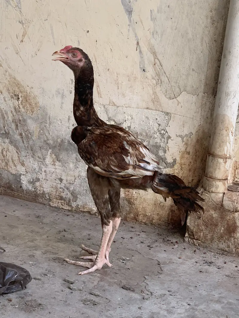 3 phaty Aseel home breed — photo 2