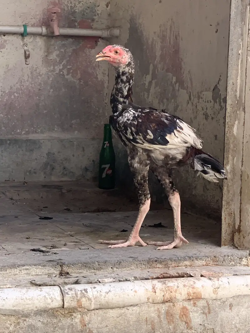 3 phaty Aseel home breed — photo 3