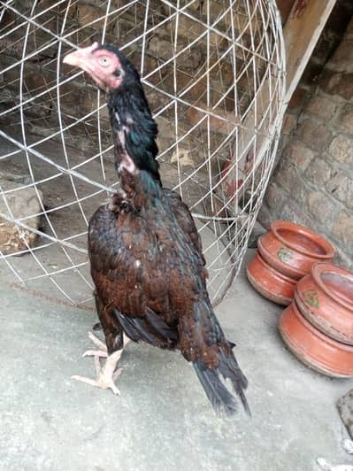 Top quality aseel khujri or cheeni  madi for sale 03125493963 WhatsApp