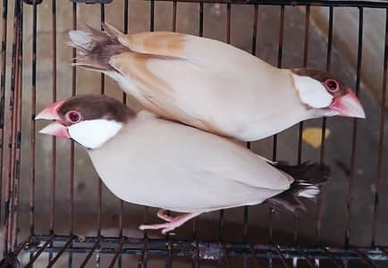 fawn java ( breeder pairs ]