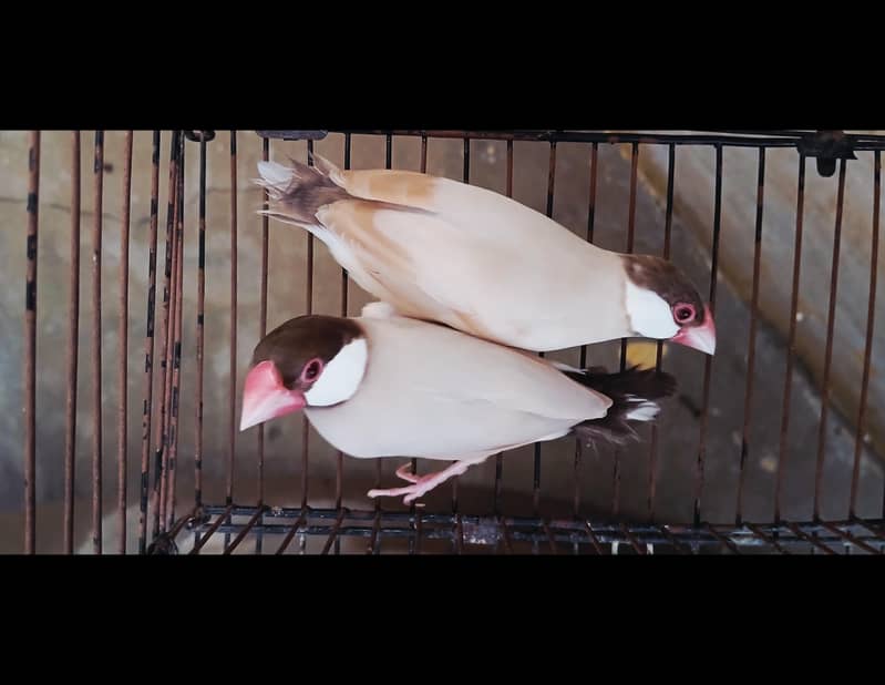 fawn java ( breeder pairs ] 2
