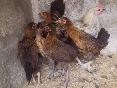 GOLDEN MISRI FEMALE & MALE