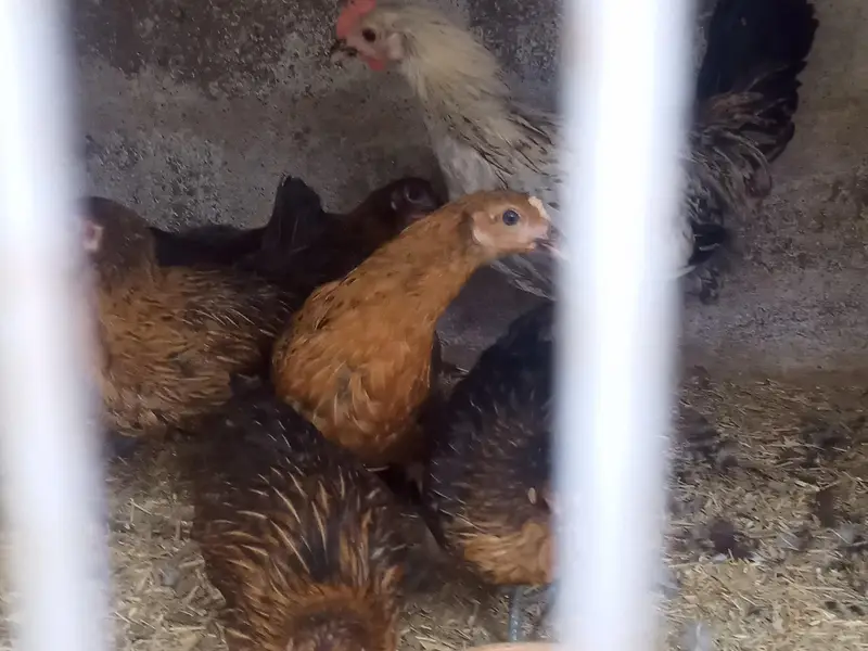 GOLDEN MISRI FEMALE & MALE — photo 3