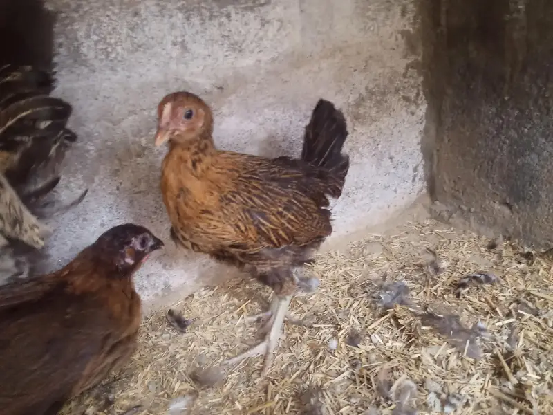 GOLDEN MISRI FEMALE & MALE — photo 5
