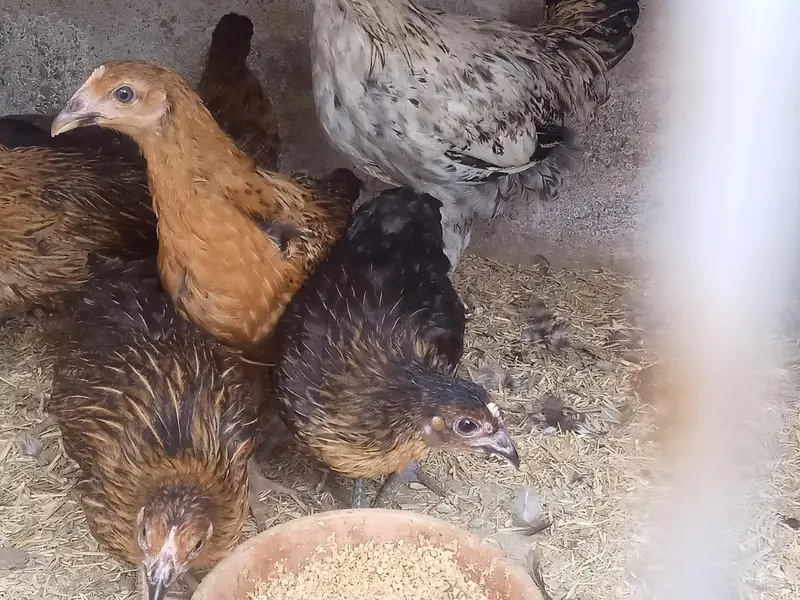 GOLDEN MISRI FEMALE & MALE — photo 6