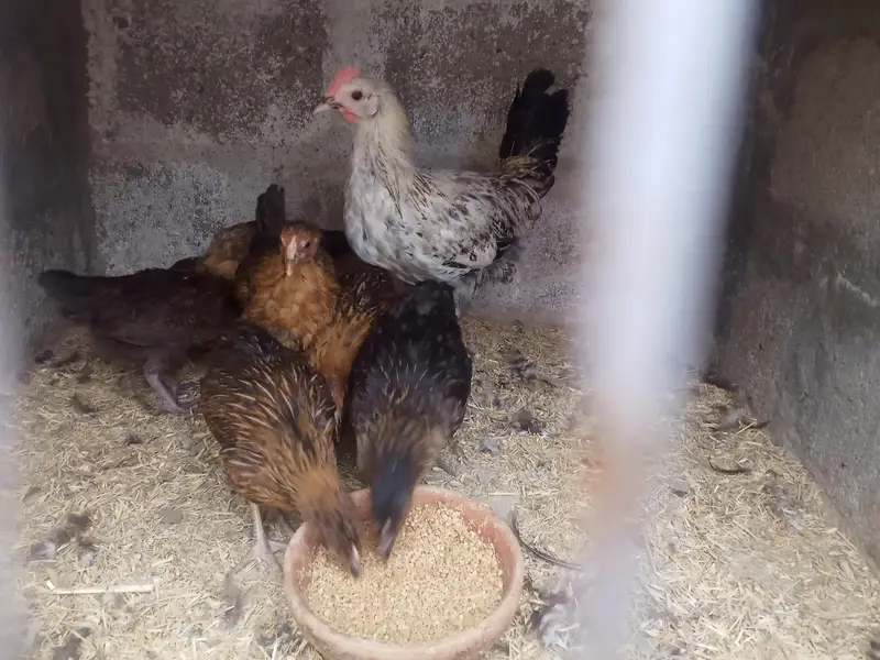 GOLDEN MISRI FEMALE & MALE — photo 7
