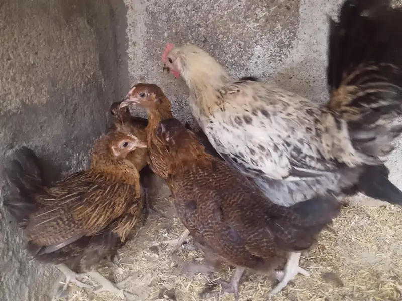 GOLDEN MISRI FEMALE & MALE — photo 8