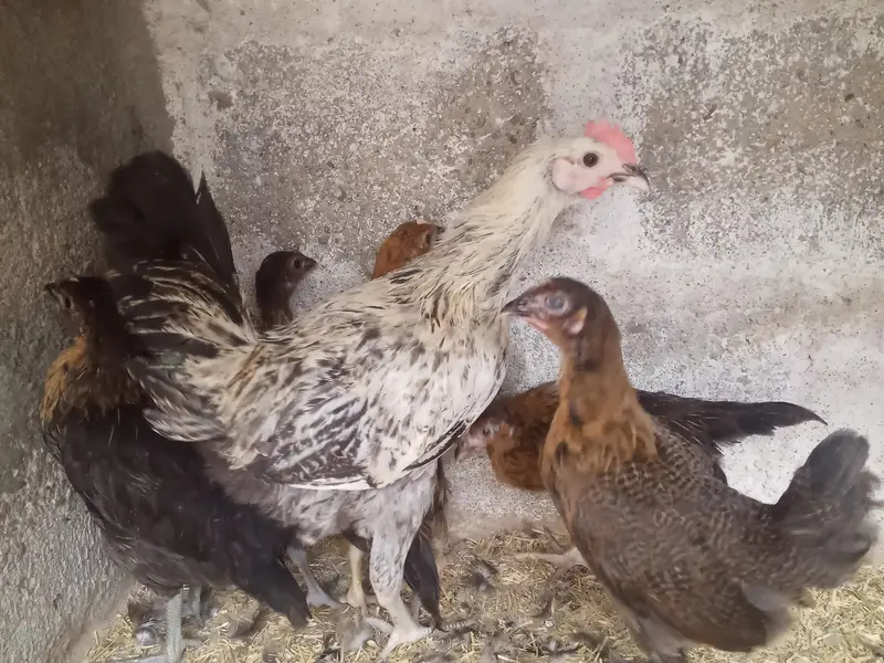 GOLDEN MISRI FEMALE & MALE — photo 9