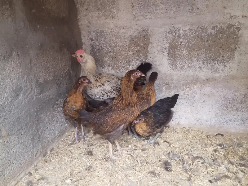 GOLDEN MISRI FEMALE & MALE — photo 10