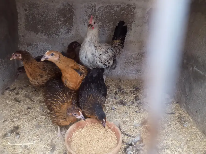 GOLDEN MISRI FEMALE & MALE — photo 12