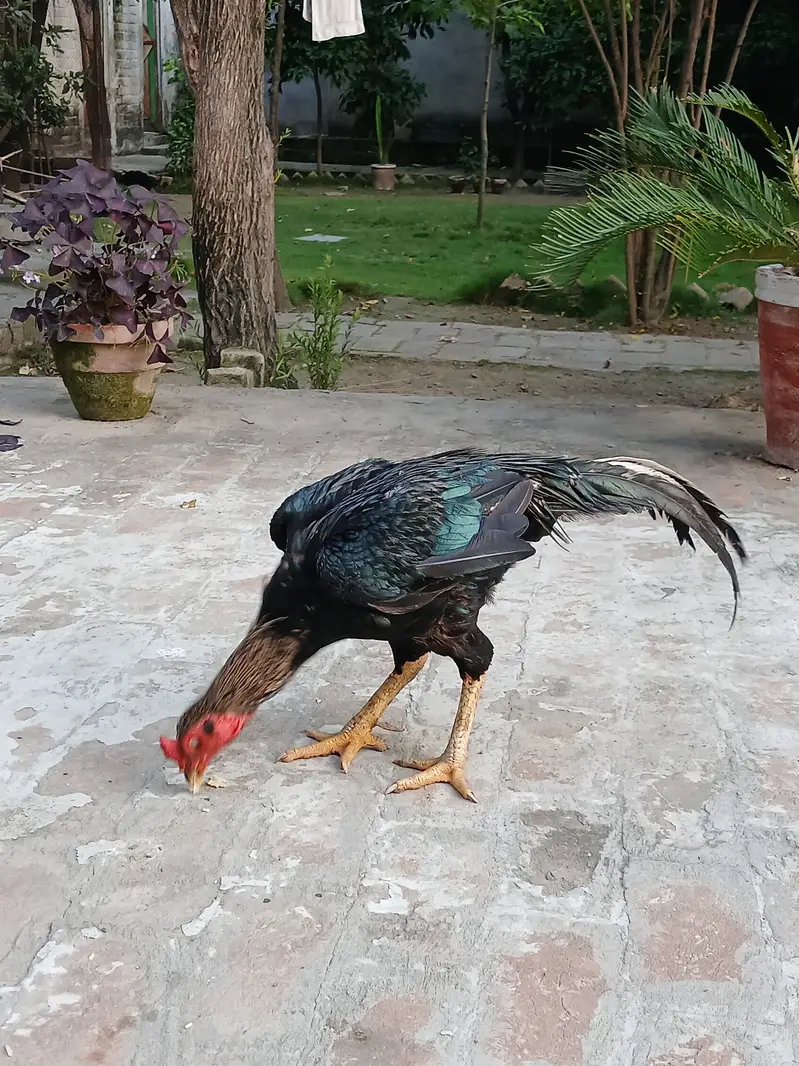 Lasani Aseel — photo 2