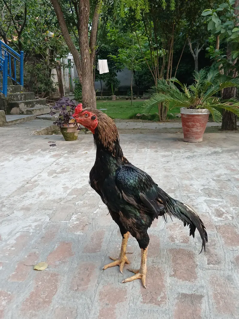 Lasani Aseel — photo 3