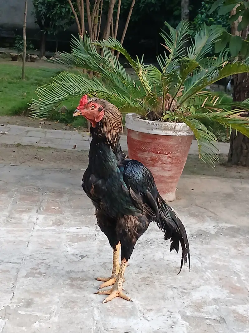 Lasani Aseel — photo 4