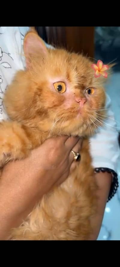 Cat for free