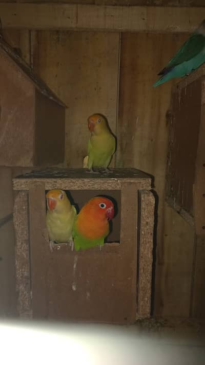 6500 ( 3 pairs) All healthy, active and bonded pair in cheap price