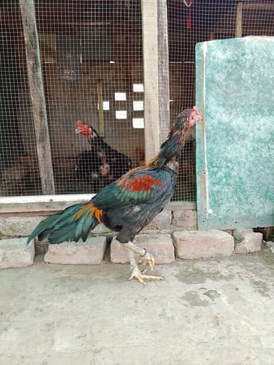 high quality aseel murga