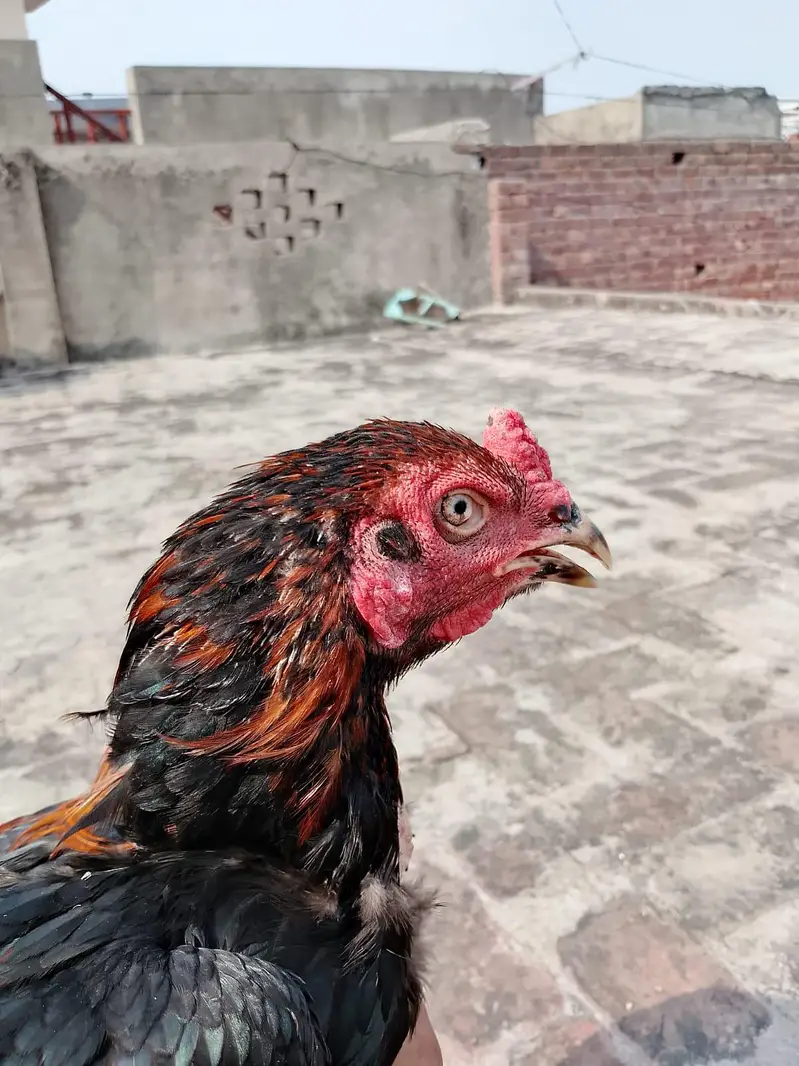 high quality aseel murga — photo 3