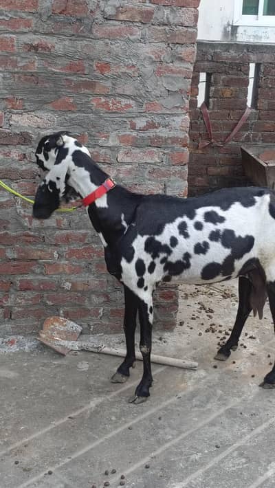 amrit sari betal bakri ha shok wali chez ha rabta  watsap 03456735532