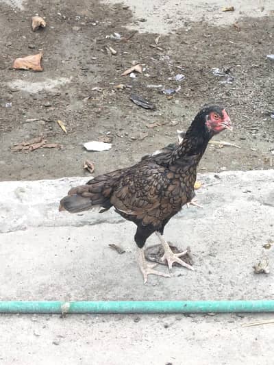 Active quality aseel hens