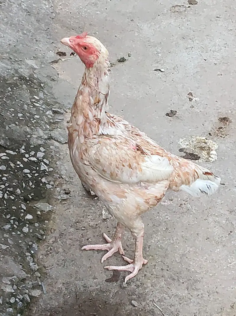 Active quality aseel hens — photo 2