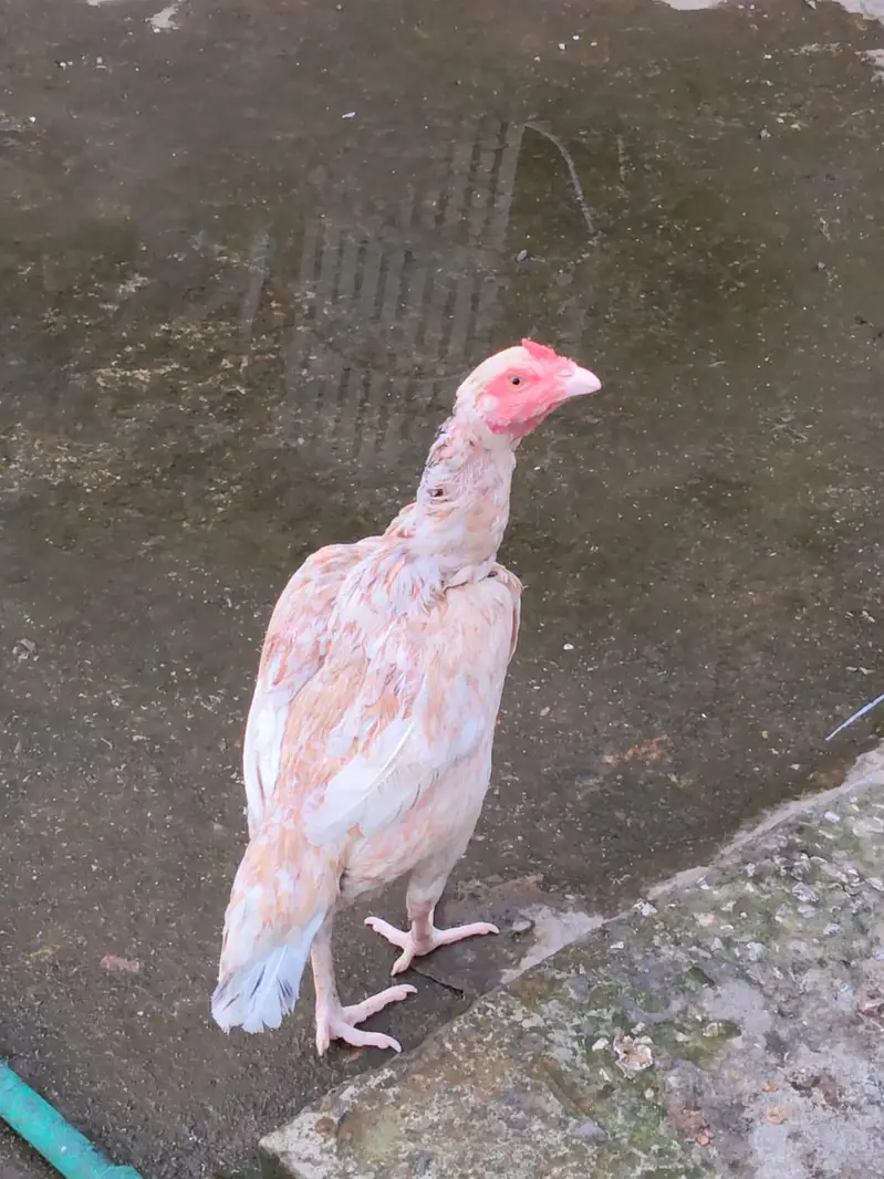 Active quality aseel hens — photo 3