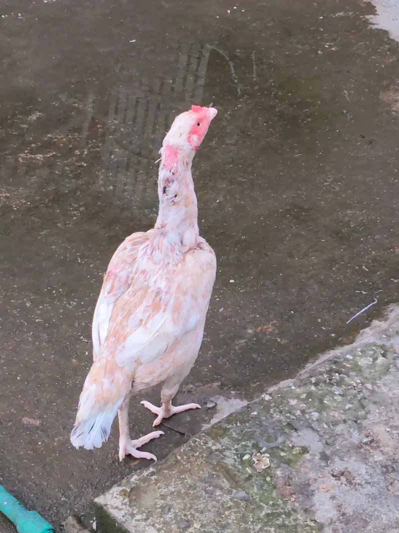 Active quality aseel hens — photo 4
