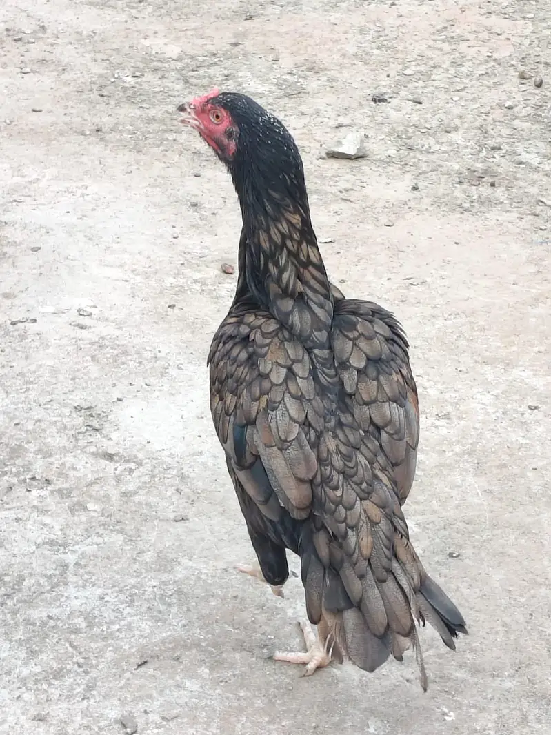 Active quality aseel hens — photo 5