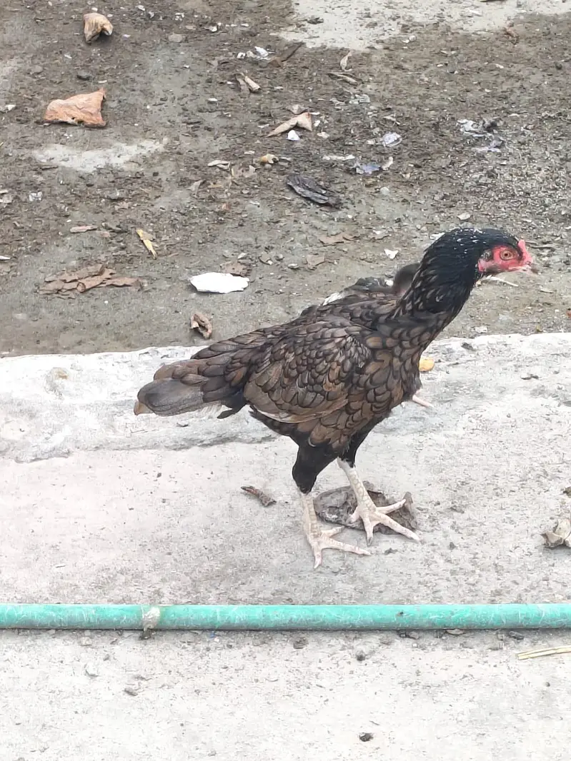 Active quality aseel hens — photo 6