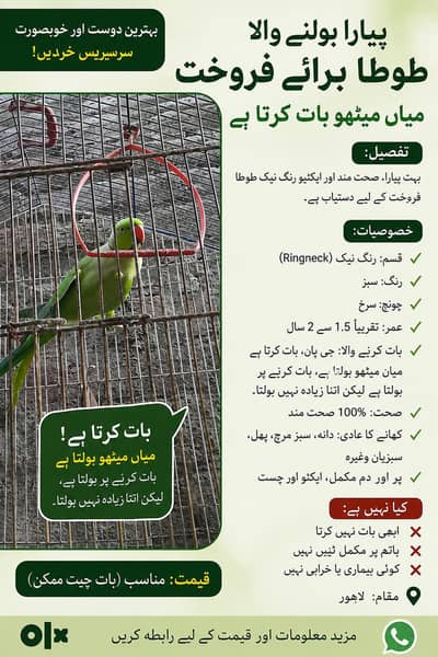  خوبصورت گرین رنگ نیک طوطا فروخت کے لیے