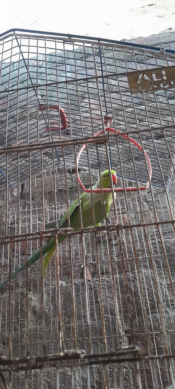  خوبصورت گرین رنگ نیک طوطا فروخت کے لیے 1