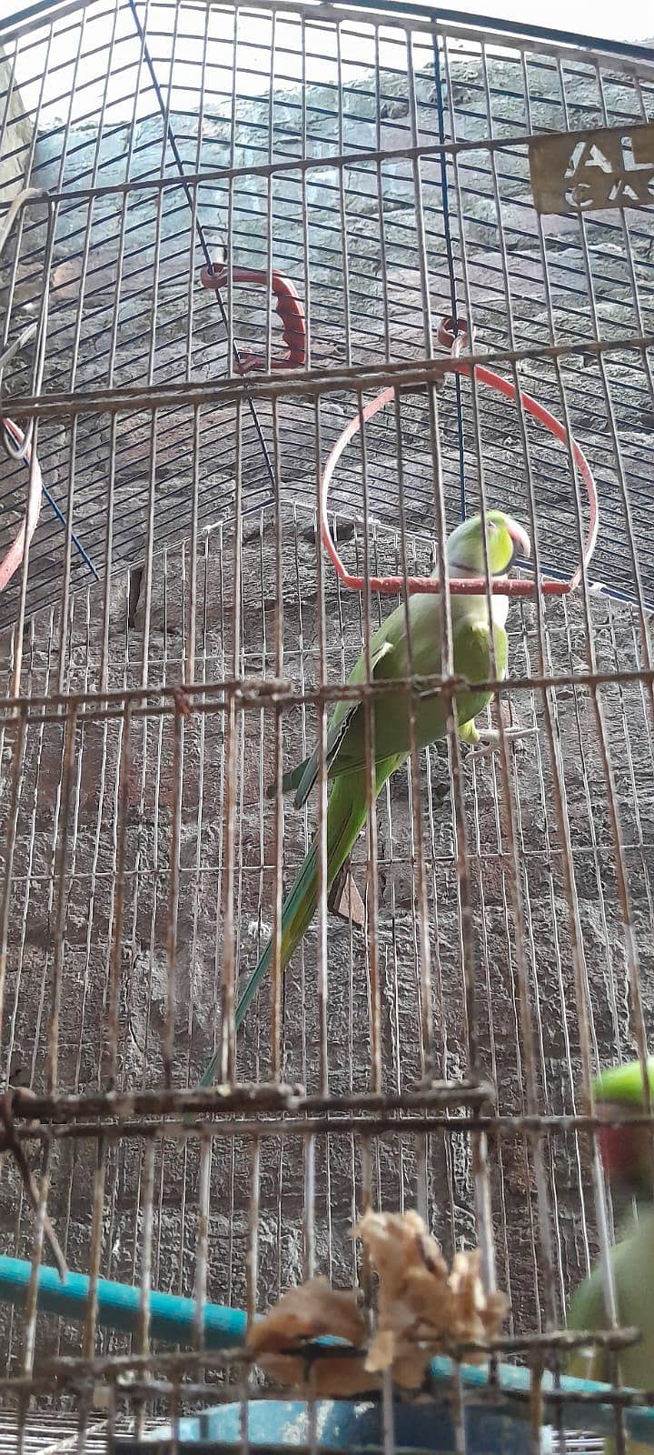  خوبصورت گرین رنگ نیک طوطا فروخت کے لیے 2