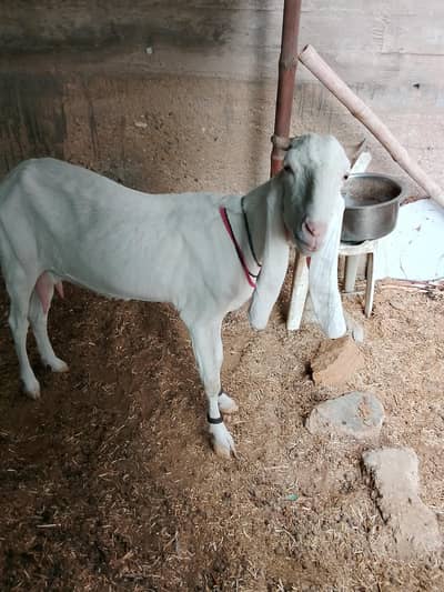 Golabi