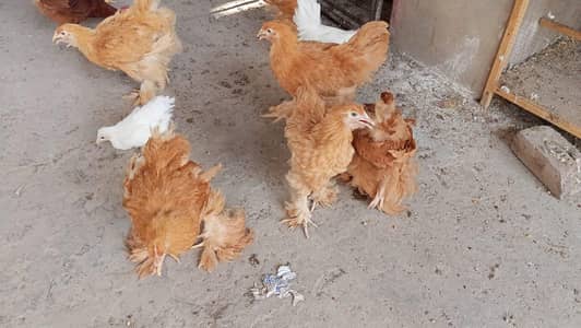 Golden Heavy Buff chicks | Age 3.5 Months