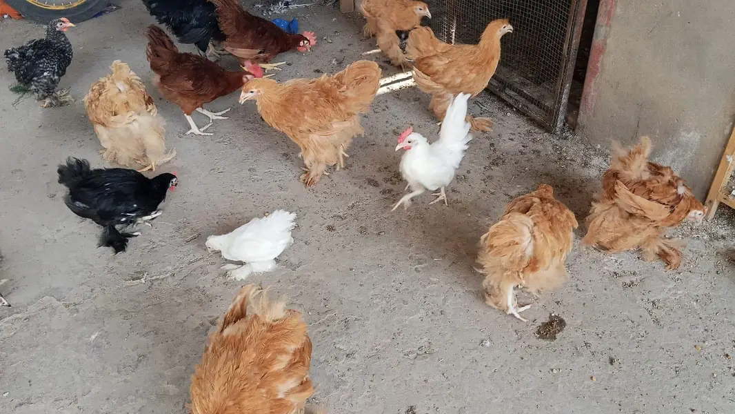 Golden Heavy Buff chicks | Age 3.5 Months — photo 2
