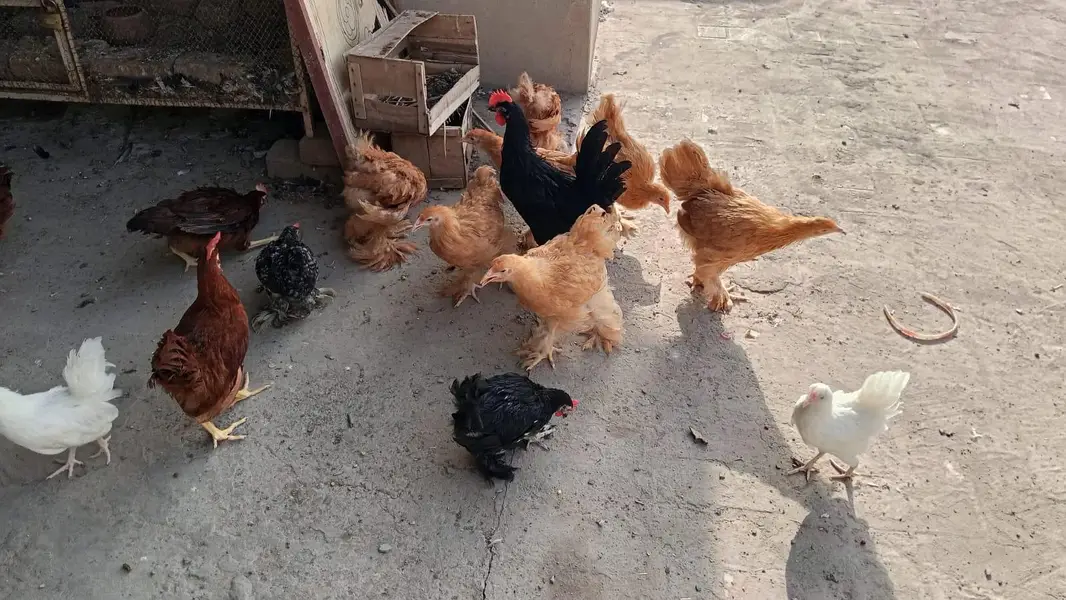 Golden Heavy Buff chicks | Age 3.5 Months — photo 3
